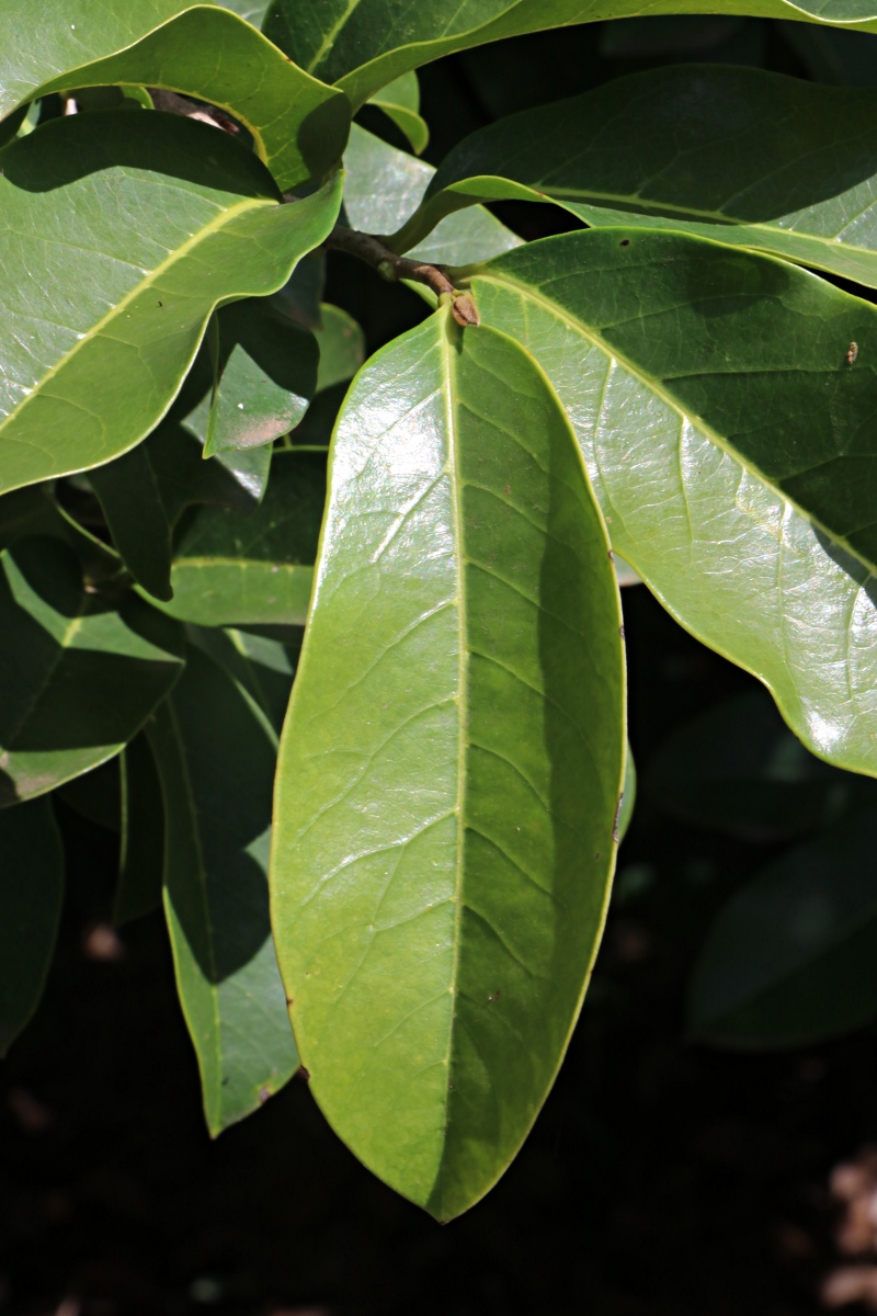 Annona muricata