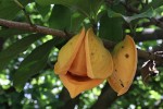 Annona muricata