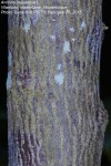Annona squamosa