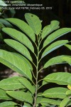 Annona squamosa