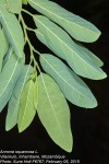 Annona squamosa