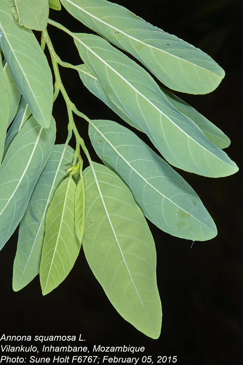 Annona squamosa