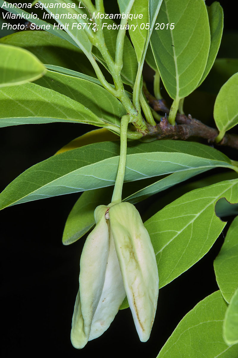 Annona squamosa