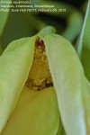 Annona squamosa