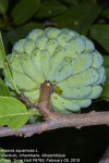Annona squamosa