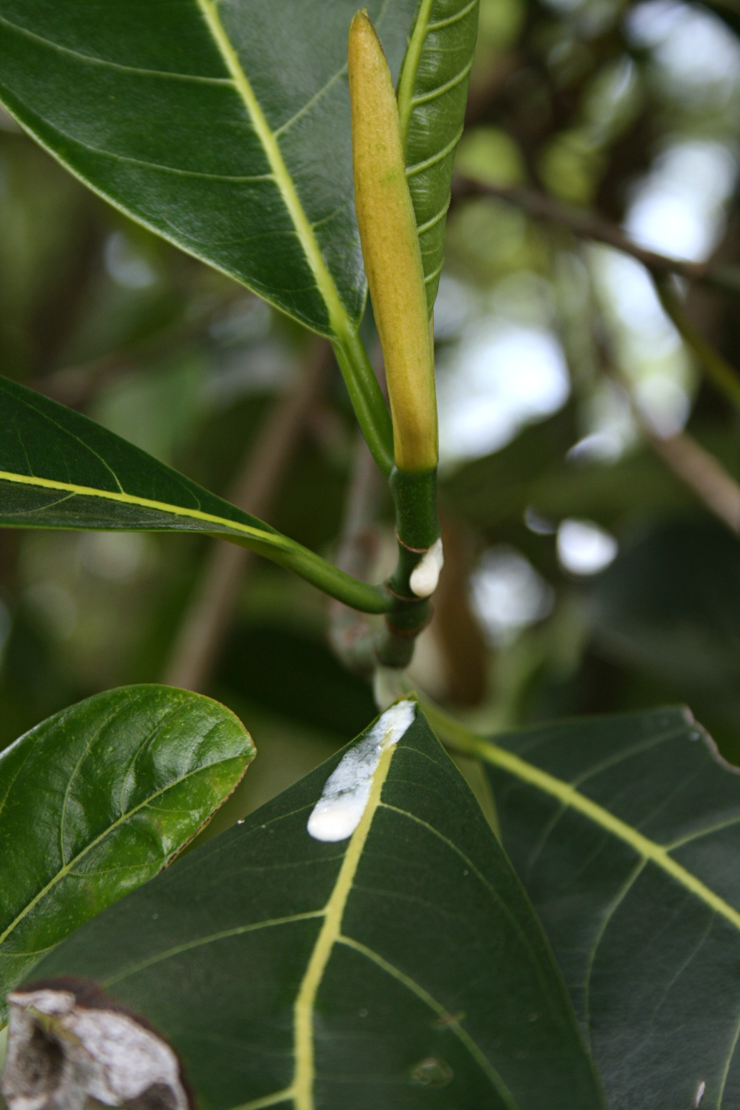Artocarpus heterophyllus