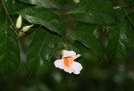 Thunbergia stelligera