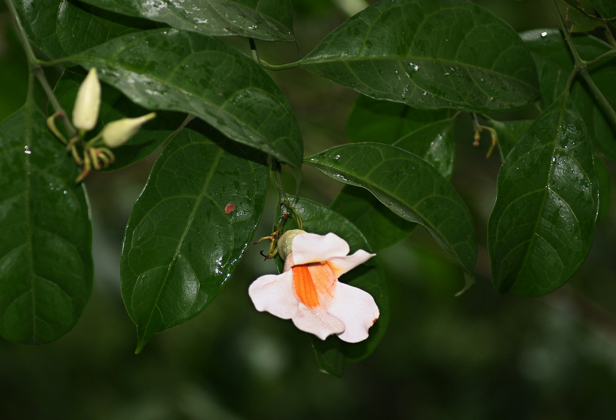 Thunbergia stelligera