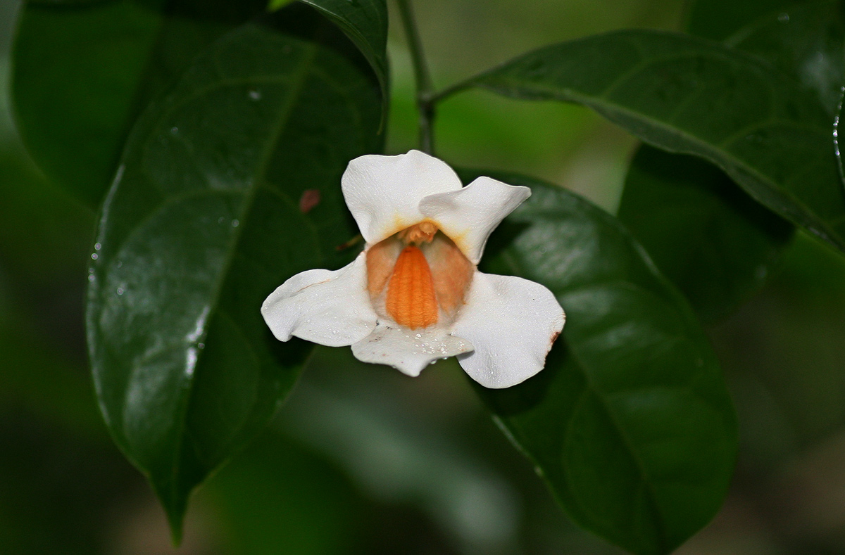 Thunbergia stelligera
