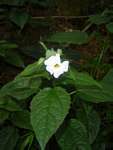 Thunbergia usambarica