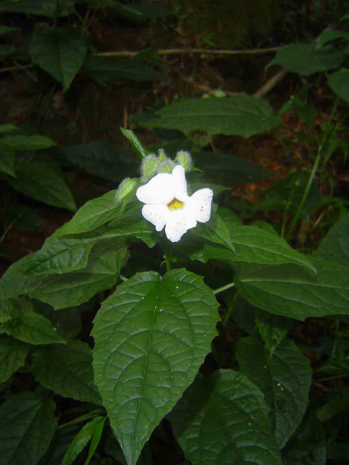 Thunbergia usambarica