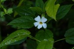 Thunbergia usambarica