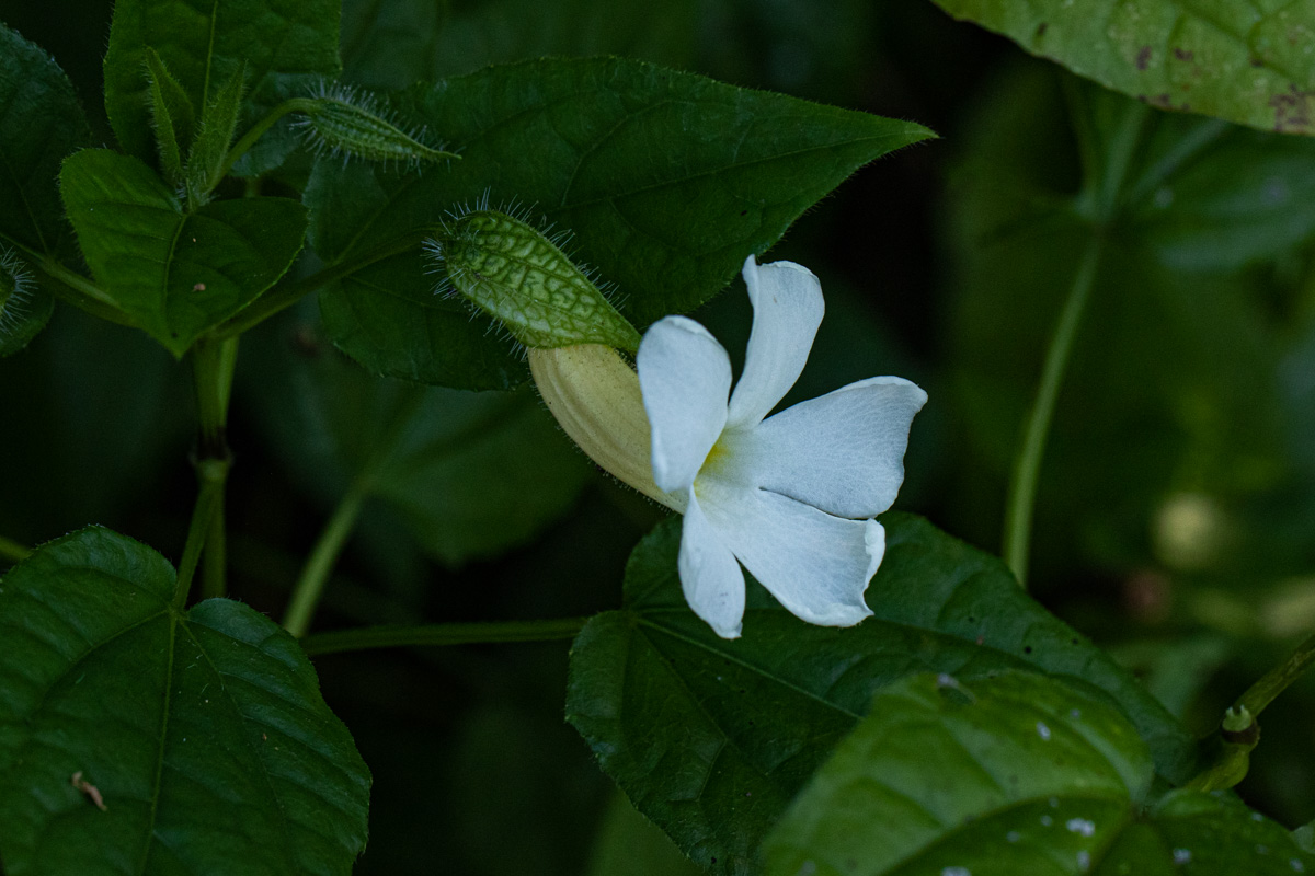 Thunbergia usambarica