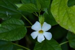Thunbergia usambarica