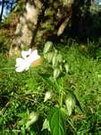 Thunbergia usambarica