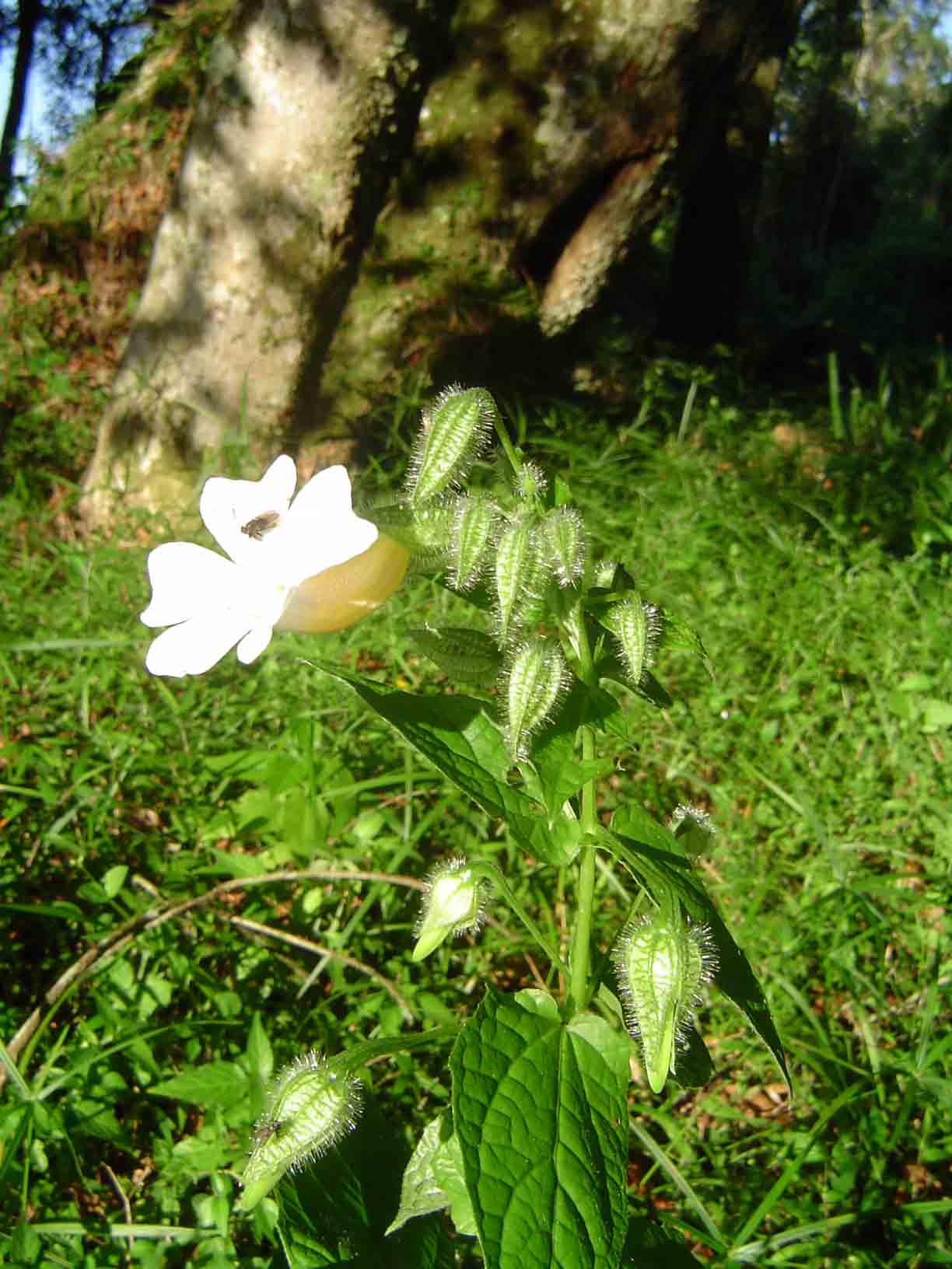 Thunbergia usambarica