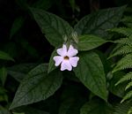 Thunbergia usambarica
