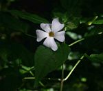Thunbergia usambarica