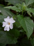 Thunbergia usambarica