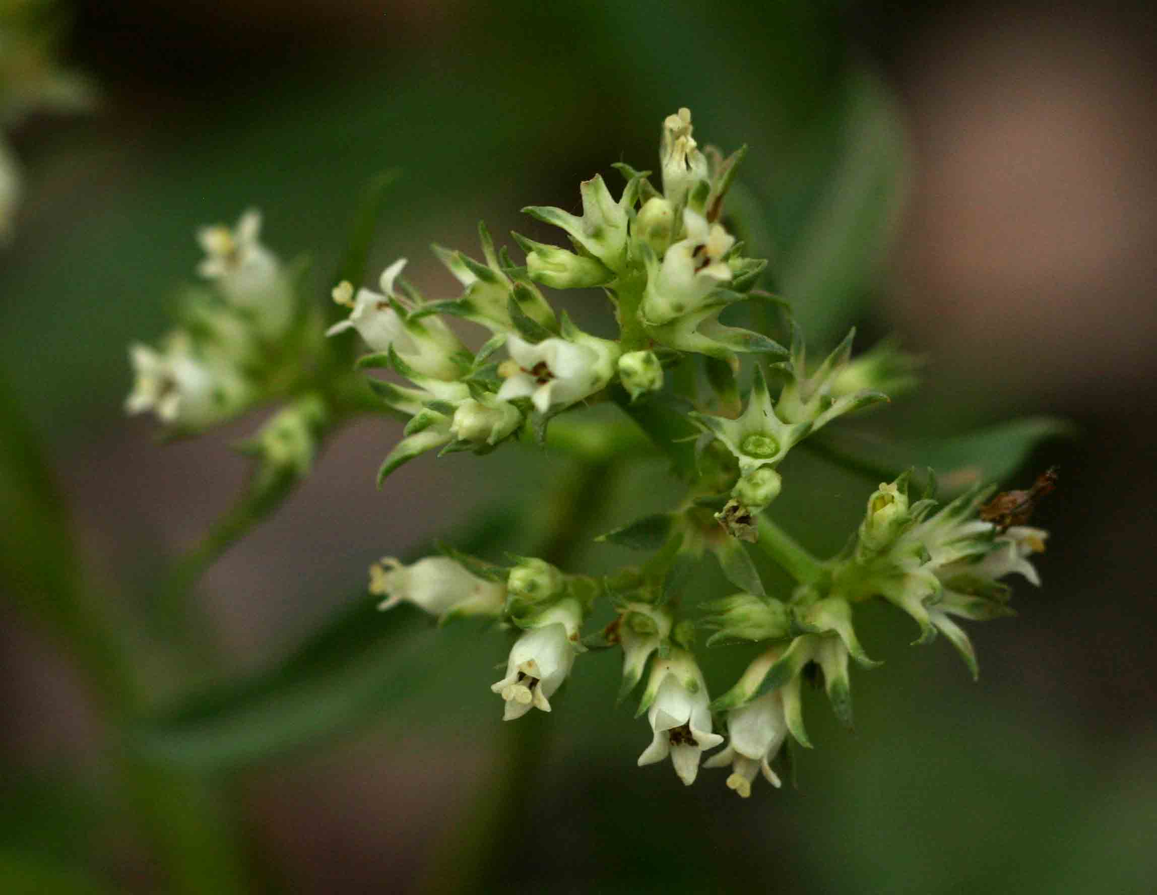 Agathisanthemum bojeri