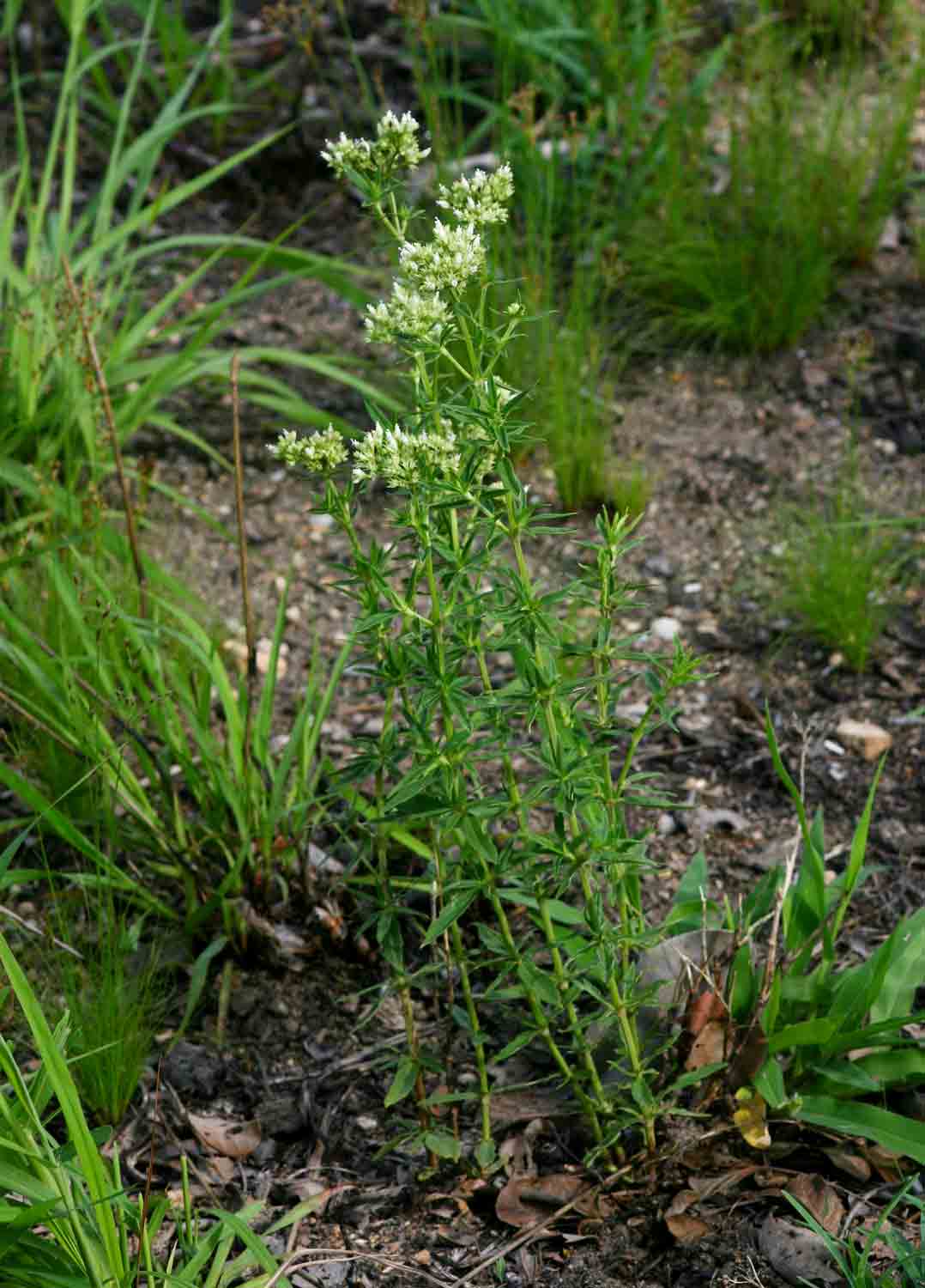 Agathisanthemum bojeri