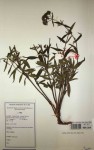 Agathisanthemum bojeri