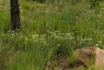 Agathisanthemum bojeri