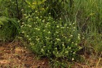 Agathisanthemum bojeri