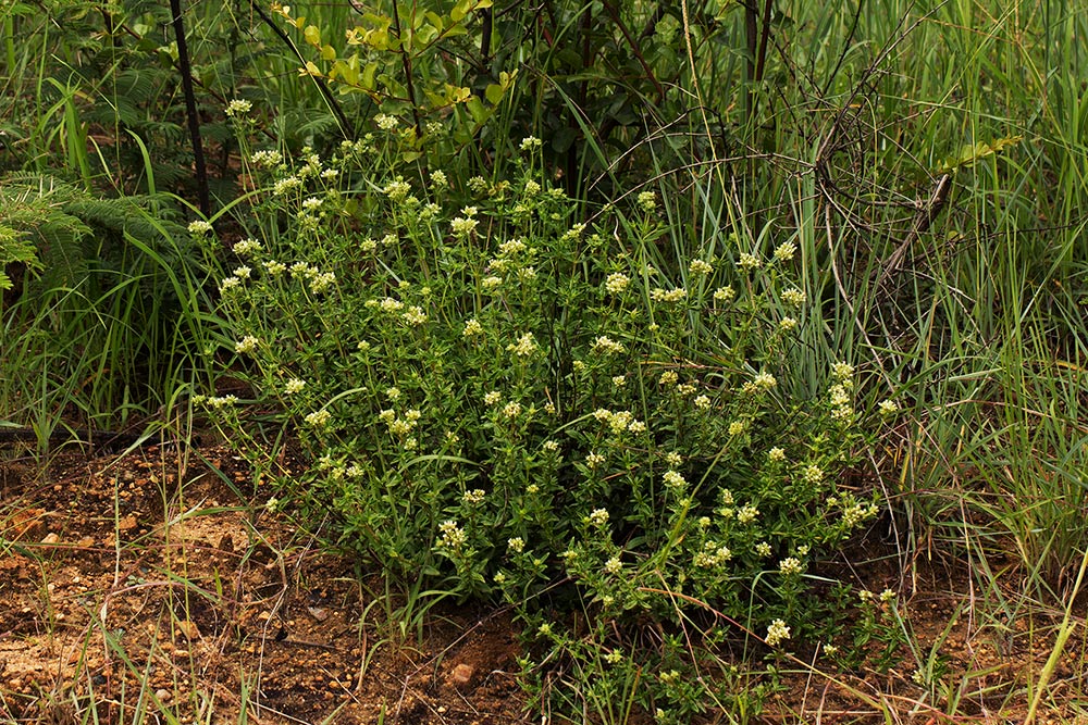 Agathisanthemum bojeri