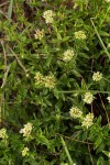 Agathisanthemum bojeri
