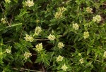 Agathisanthemum bojeri
