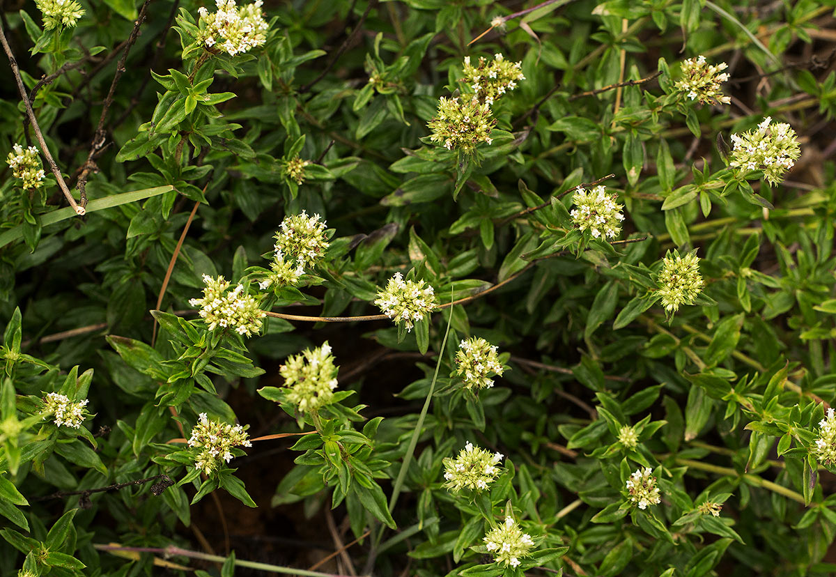 Agathisanthemum bojeri