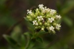 Agathisanthemum bojeri