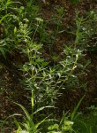 Agathisanthemum bojeri