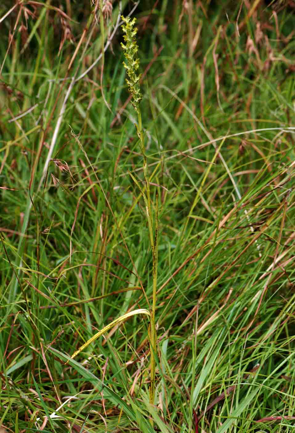Roeperocharis wentzeliana