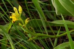 Hypoxis polystachya