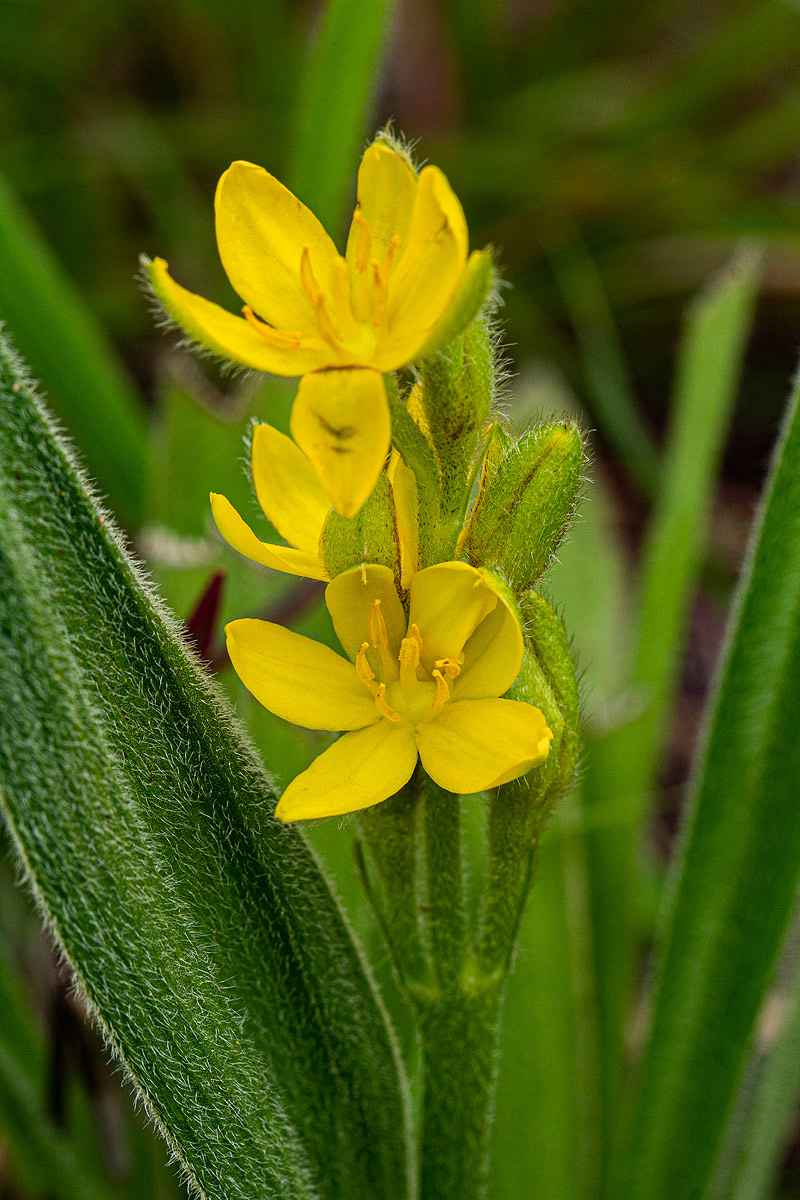 Hypoxis polystachya