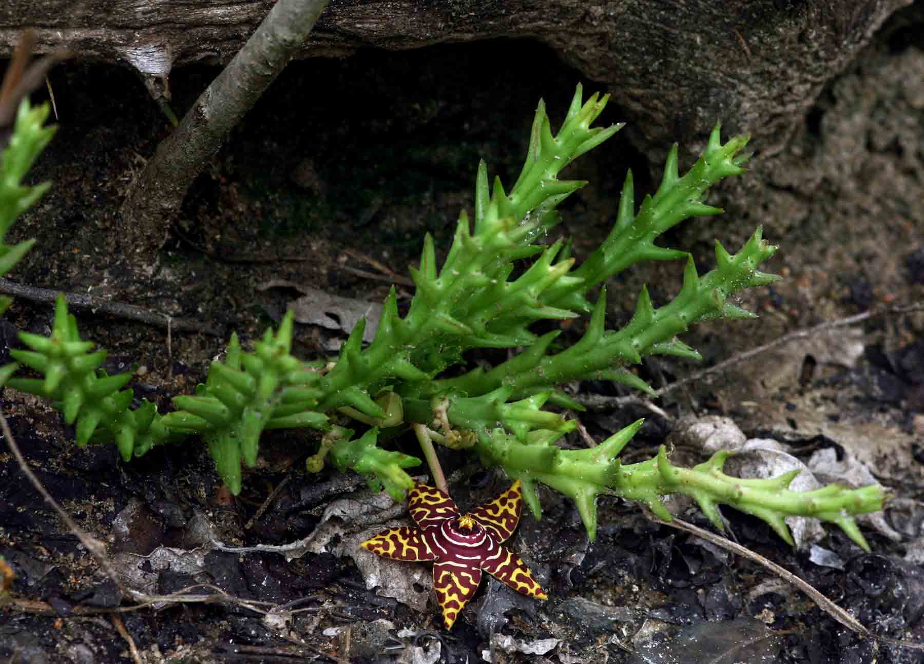 Orbea halipedicola
