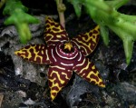Orbea halipedicola