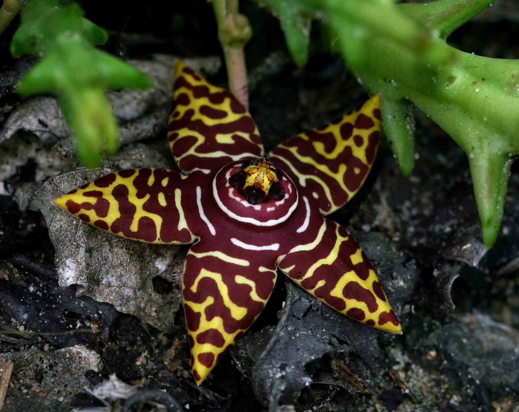 Orbea halipedicola