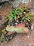 Aloe suprafoliata
