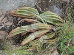 Aloe suprafoliata