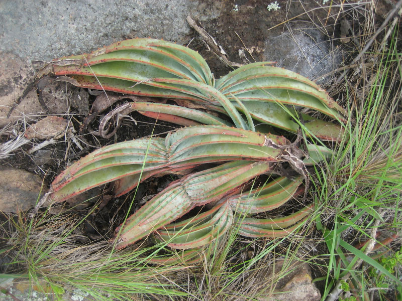 Aloe suprafoliata