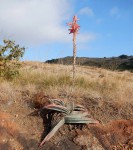 Aloe suprafoliata