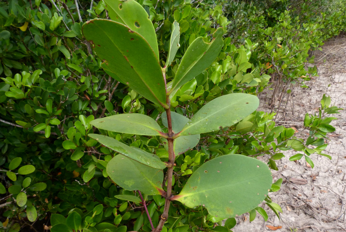 Sonneratia alba