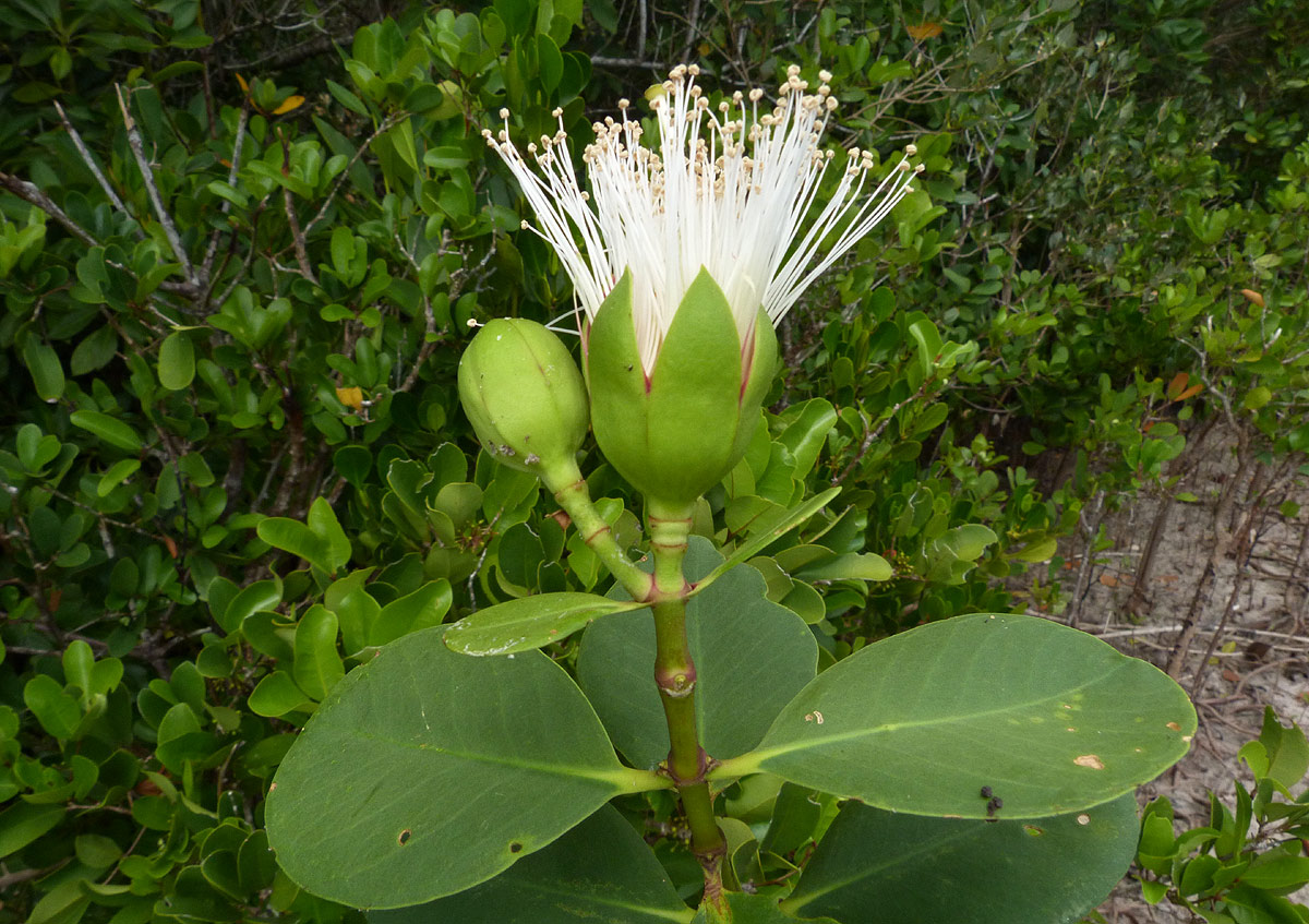 Sonneratia alba