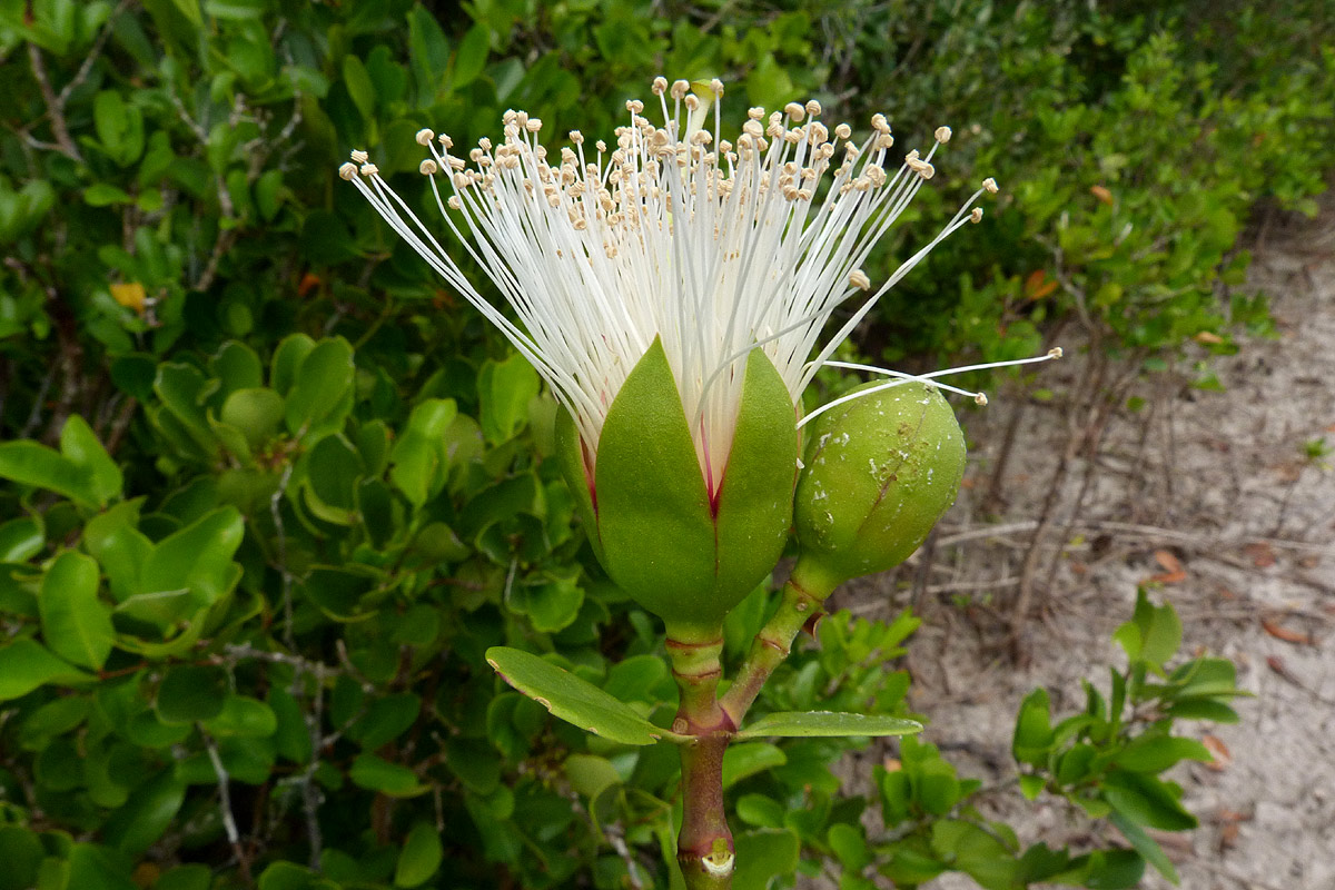 Sonneratia alba