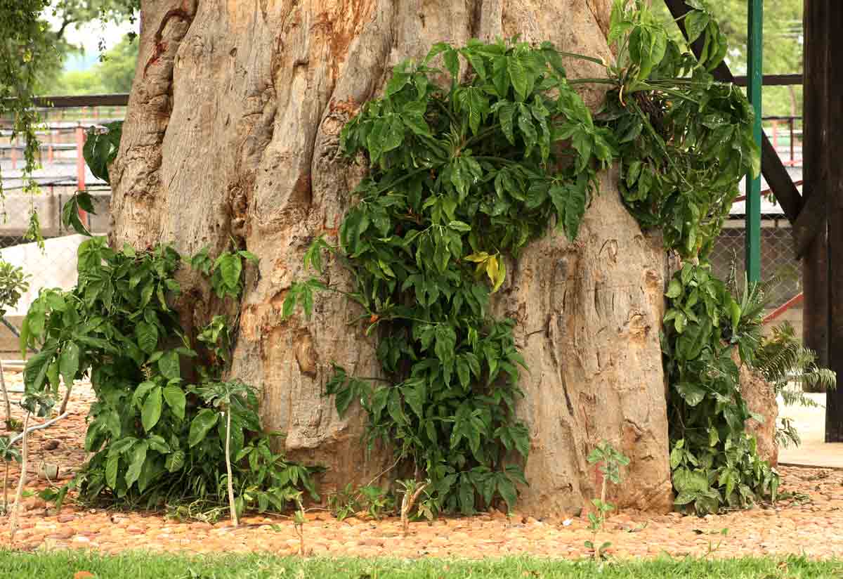 Syngonium podophyllum