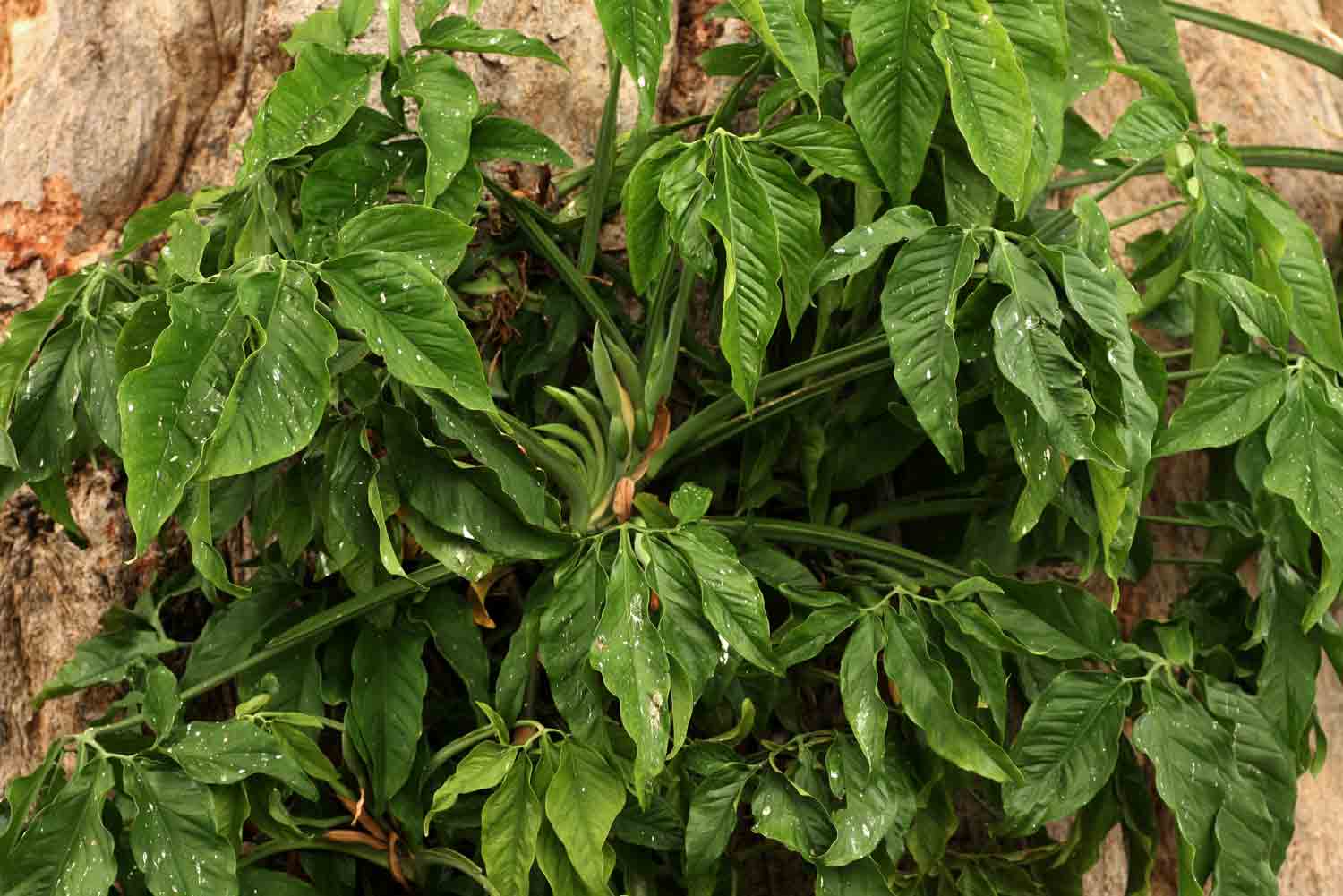 Syngonium podophyllum