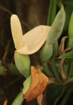 Syngonium podophyllum